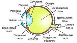 http://oge.fipi.ru/os/docs/0CD62708049A9FB940BFBB6E0A09ECC8/docs/72CED8660061A3974A137AD11D399040/xs3docsrc72CED8660061A3974A137AD11D399040_10_1606216842.jpg