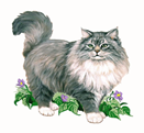 пушистая кошка
