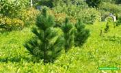 http://woodruss.ru/upload/normal/krasnoyarsk-prodam_sazhency__sosny__kedra_eli_5292.jpeg