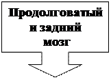 Выноска со стрелкой вниз: Продолговатый и задний
 мозг

