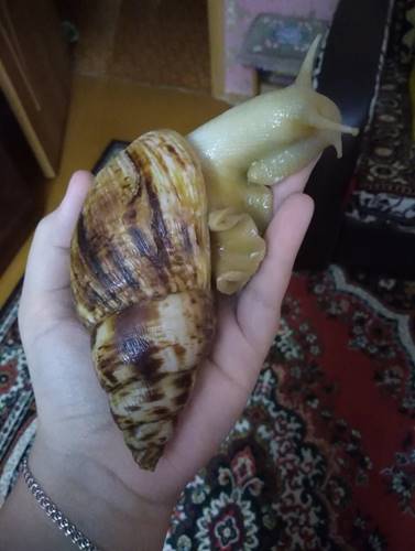 Ахатина ретикулята.jpg