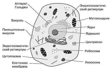 Цель: находить особенности строения клеток различных организмов, сравнивать их между собой. Оборудование: графическое изображение клеток растений, животных.-3