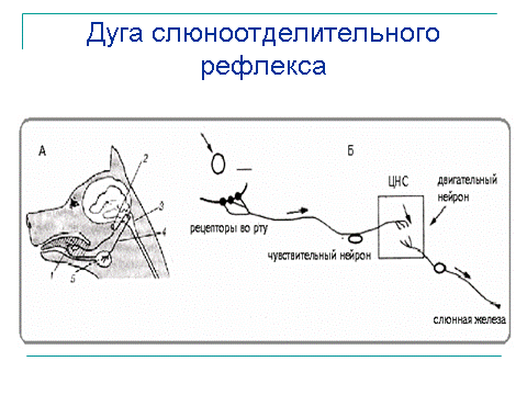 Безусловный слюноотделительный рефлекс схема