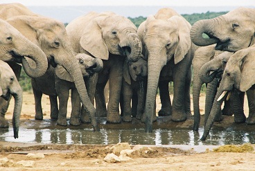 http://www.englishexercises.org/makeagame/my_documents/my_pictures/2012/oct/963_elephants-drinking-at-waterhole-in-Addo-Park-Eastern-Cape-South-Africa-WL.jpg