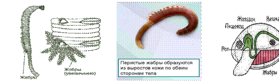 Опорный конспект "Эволюция дыхательной системы"