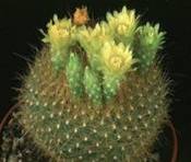 brasilicactus-graessneri