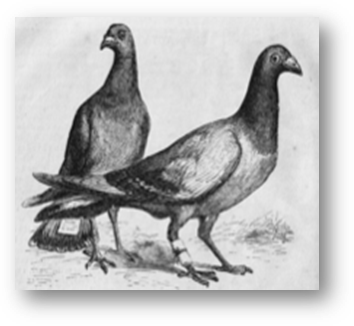 210px-Pigeon_Messengers_%28Harper%27s_Engraving%29