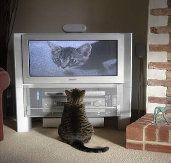 http://www.englishexercises.org/makeagame/my_documents/my_pictures/2012/oct/Z9B_Fatty_watching_himself_on_TV.jpg