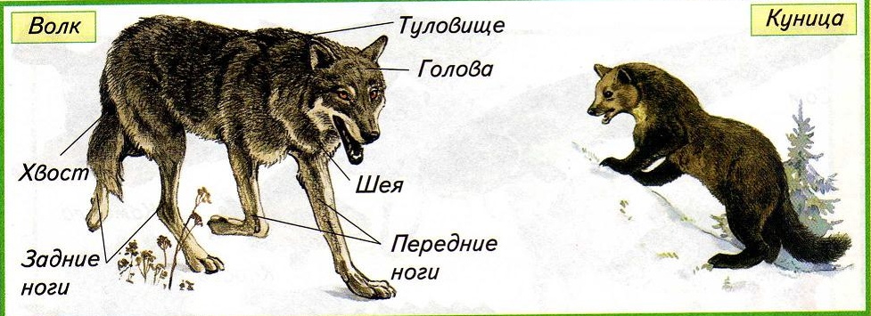 Особенности внешнего строения зверей. Строение животного. Строение тела животного. Строение волка. Строение животных для детей.