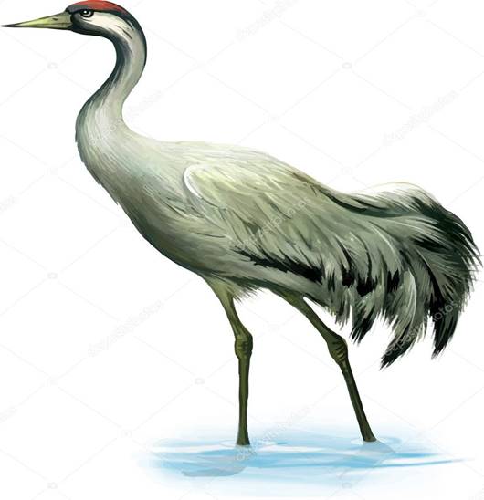 https://st.depositphotos.com/1625191/3755/v/950/depositphotos_37555031-stock-illustration-crane-bird.jpg