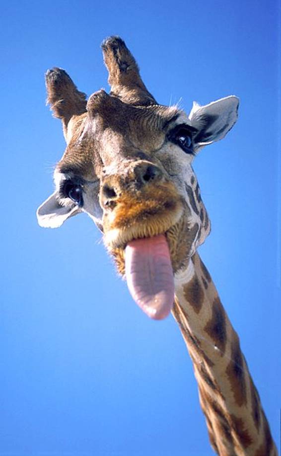 You funny giraffe! (com imagens) | Animais sorrindo, Animais engraçados,  Bichinhos fofos