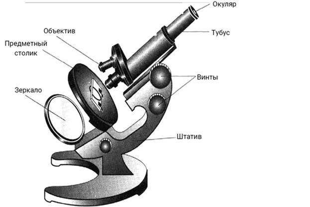 https://reshak.ru/reshebniki/biologia/5/pasechnik_rt/images1/22.png