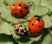 https://www.zin.ru/ANIMAliA/COlEOPTERA/images/gumen/Coccinella-septempunctata-5.jpg