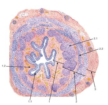 http://vmede.org/sait/content/Gistologiya_atlas_bikov_ushk_2013/img/10028.jpg