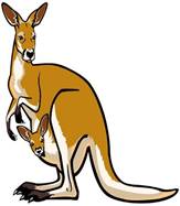 https://i.pinimg.com/736x/62/47/d8/6247d825e55a2a9a76cc22311fa41bf6--joey-kangaroo-zoo-animals.jpg