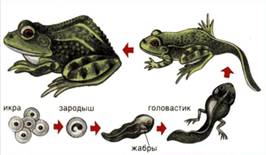 http://fs1.ppt4web.ru/images/9703/89123/640/img21.jpg