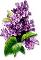 Картинки по запросу clipart   lilac