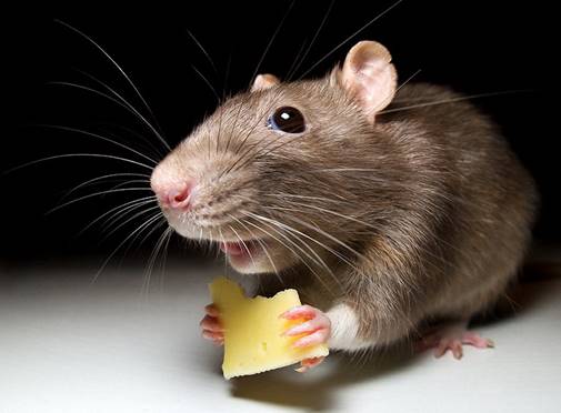 Как отпугнуть мышей от квартиры и дома с помощью запахов