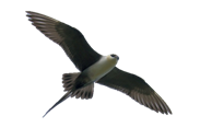 Описание: http://wildfrontier.ru/wp-content/uploads/2016/02/Pomornik1.jpg