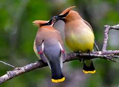 Cedar Waxwings Animales Райские птицы, Птицы y Любовь это