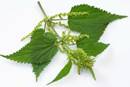 Stinging-nettle