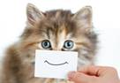 https://st.depositphotos.com/1011833/2803/i/600/depositphotos_28031267-stock-photo-funny-kitten-portrait-with-smile.jpg