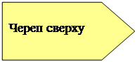 Пятиугольник: Череп сверху
