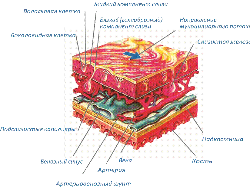 Строма слизистых оболочек. Строение слизистой оболочки носовой полости. Слизистая оболочка полости рта строение. Слизистая полости носа строение. Строение слизистой оболочки полости рта рисунок.