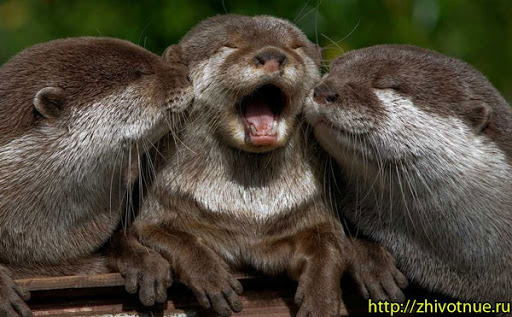 Выдра - Выдра в красной книге - Описание выдры