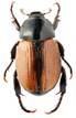 https://www.zin.ru/animalia/coleoptera/images/full_siz/Cyriopertha_glabra_ms.jpg