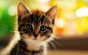 Картинки по запросу котенок