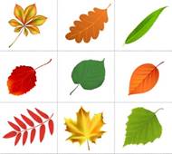 Компьютерная игра подбери листья к деревьям. Интерактивная игра "С какого  дерева листок" презентация урока для интерактивной доски по окружающему  миру (старшая группа) на тему. Играем в развивающую игру «Деревья листья и  плоды»