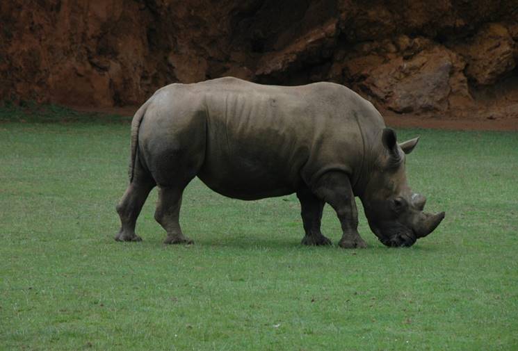 https://c.pxhere.com/photos/f7/f7/rhino_africa_horn_nature-1014312.jpg!d