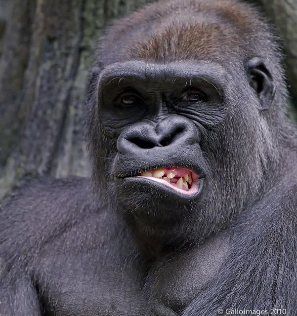 A Gorilla Snarl (With images) | Animals, Animals beautiful, Funny animals