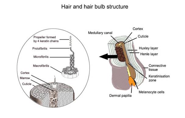 https://activilong.com/img/cms/structureEN.jpg