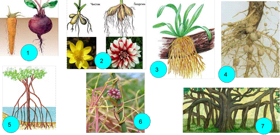 Растения имеющие видоизмененные корни. Корневые клубни микориза. Корнеплоды корневые клубни воздушные корни дыхательные корни. Корневые видоизменения, воздушные корни.