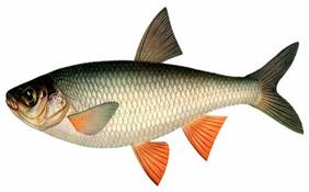Чебак рыба (сибирская плотва): внешний вид, среда обитания