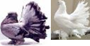 http://www.zoovet.ru/slovar/2648.jpg,http://byaki.net/uploads/posts/2009-06/1244138877_pigeons-6.jpg