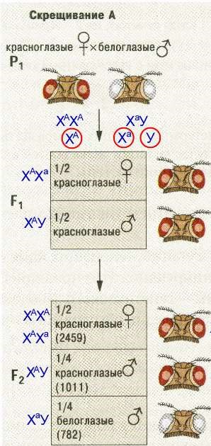 При скрещивании самки дрозофилы