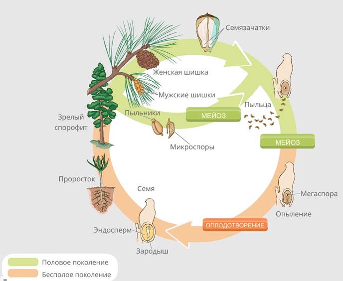 Голосеменные растения ментальная карта