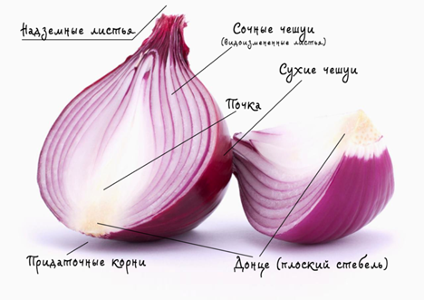 Общее строение лука: что такое луковица, строение луковицы, корневая  система лука