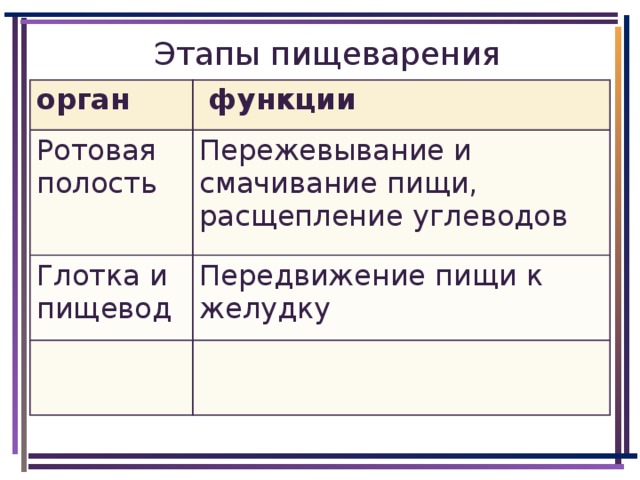 Этапы пищеварения орган  функции Ротовая полость Пережевывание и смачивание пищи, расщепление углеводов Глотка и пищевод Передвижение пищи к желудку