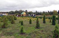 Сабинский лесхоз.jpg