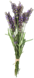 https://www.garden.store.bg/ctimg/3739/lavandula.jpg