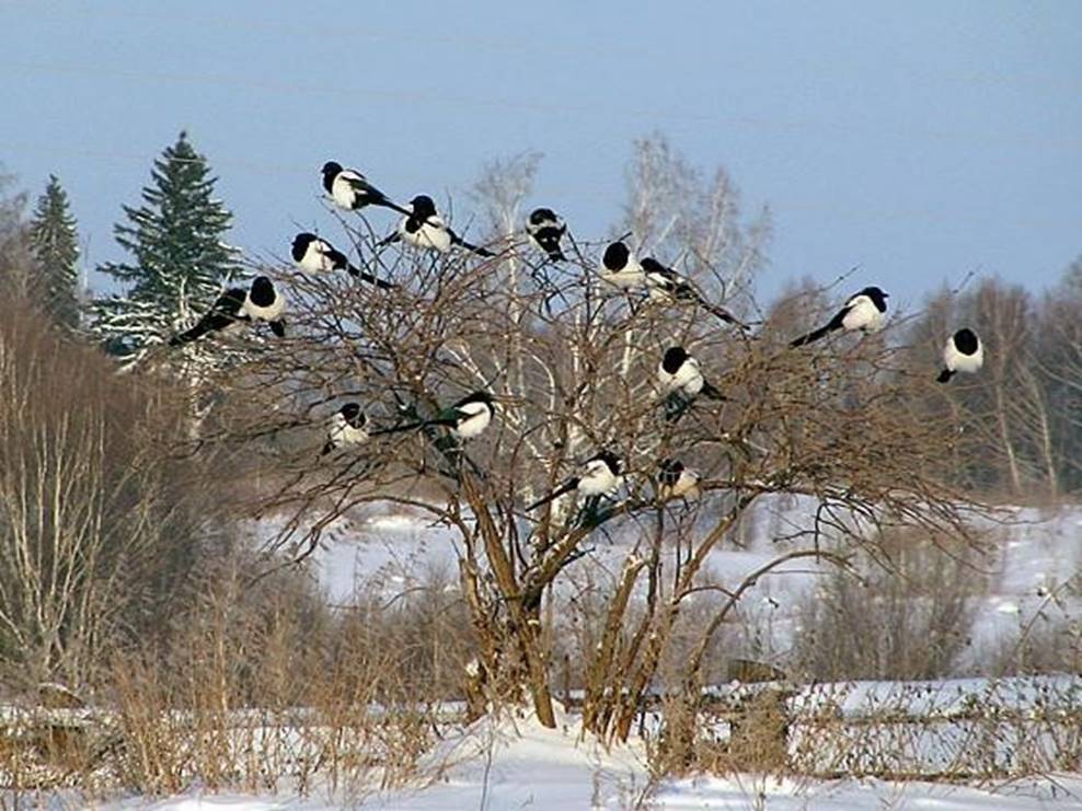 Сорока приметы. Сороки стая. Стая сорок. Стая сорок зимой. Весенняя сорока.