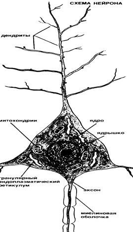 На рисунках представлены нейрон нервная ткань головной мозг и нервная система человека ответ