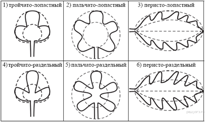 https://bio-oge.sdamgia.ru/get_file?id=219