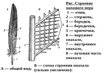 https://ds03.infourok.ru/uploads/ex/0f33/0004a312-51c942d1/img23.jpg