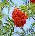 https://cdn.pixabay.com/photo/2016/08/14/14/51/rowan-berry-1593039_1280.jpg