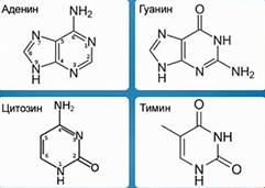 Азотистые основания ДНК